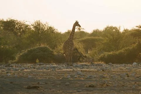 Giraffe in Etosha, Namibia Stock Photos