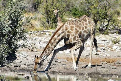 Giraffe - Etosha, Namibia Foto stock