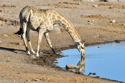 Giraffe - Etosha, Namibia Foto stock