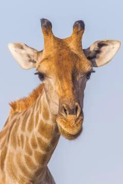 Giraffe in the Etosha N.P., Namibia Stock Photos