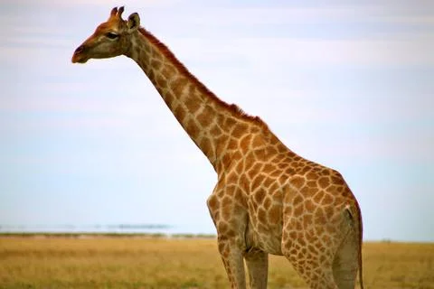 Giraffe in Etosha Stock Photos