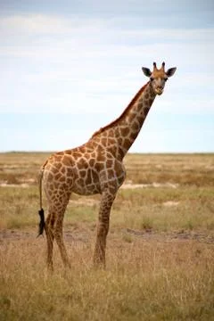 Giraffe in Etosha Stock Photos