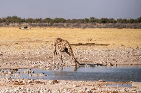Giraffe in Etosha Stock Photos