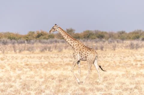 Giraffe in Etosha Stock Photos
