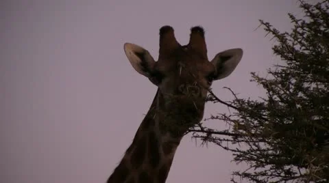 Giraffe in the evening, close up Stock Footage 12128477