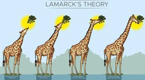 Giraffe evolution Stock Illustration