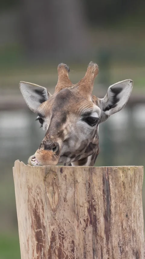 Giraffe Expression Close-Up 8K Vertical Stock Footage 320069313