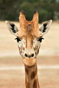 Giraffe at eye level Stock Photos