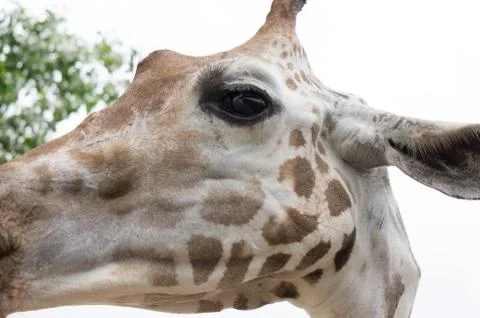 Giraffe eye Stock Photos