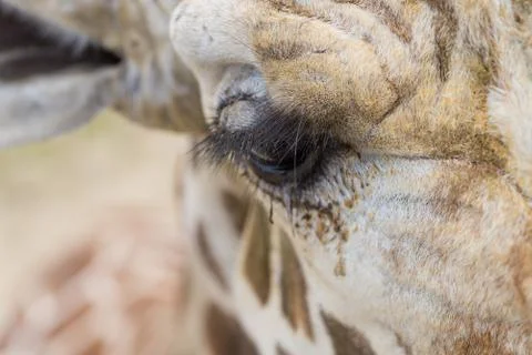 Giraffe Eye Stock Photos