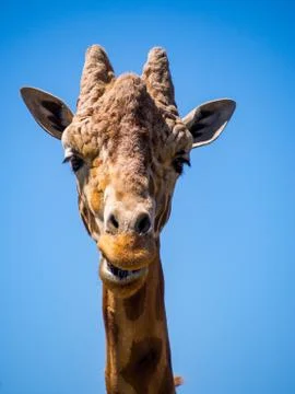 Giraffe Face Close Up, Looking at Camera Stock Photos