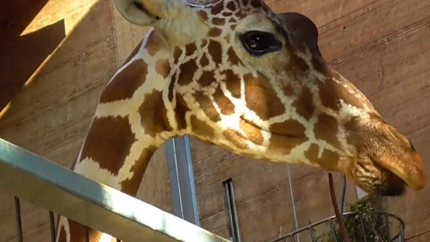 Giraffe face close up view Stock Footage 271347210