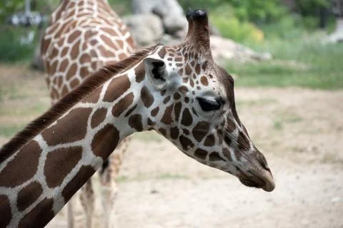 Giraffe Face close up view Stock Photos