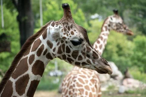 Giraffe Face close up view Stock Photos