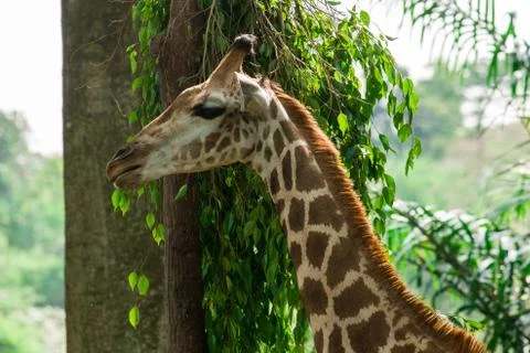 Giraffe face in the jungle Stock-Fotos