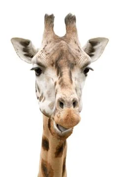 Giraffe face Stock Photos