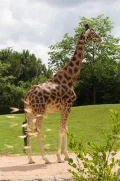 Giraffe face Stock Photos