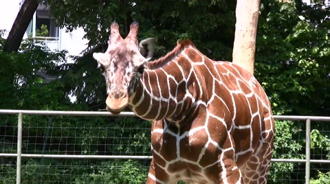 Giraffe facing camera and chewing food Stock Footage 51397032