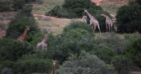 A giraffe family eats in the savannah Video stock 172551347