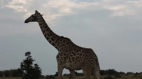 Giraffe Family Stock Footage 25698154