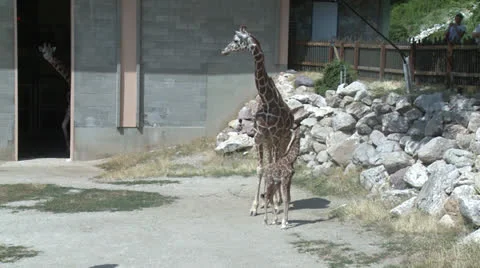 Giraffe Family 库存影片 26109979