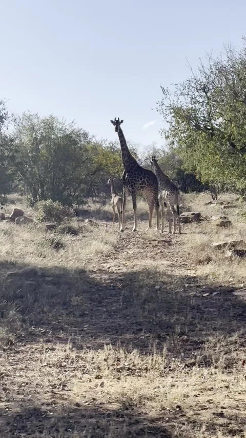 Giraffe family looking at camera Stock Footage 247018885