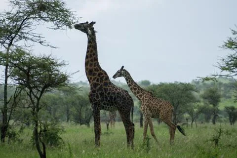 Giraffe Family in Serengeti Stock Photos