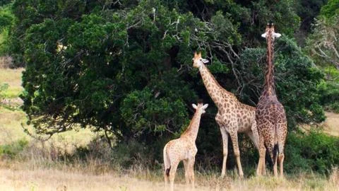 Giraffe Family Under Acacia Tree Stock Photos