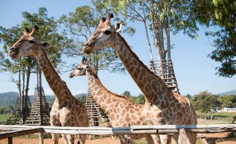 Giraffe in the farm. Stockfoto's