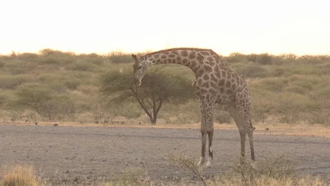 Giraffe feeding / browsing / salt lick / grass 스톡 동영상 98376967
