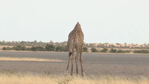 Giraffe feeding / browsing / salt lick / grass 스톡 동영상 98377230