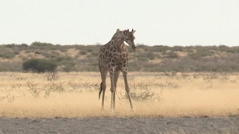 Giraffe feeding / browsing / salt lick / grass 스톡 동영상 98377640