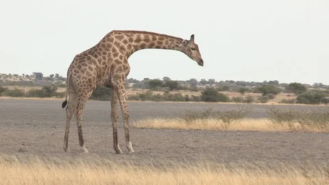 Giraffe feeding / browsing / salt lick / grass Video stock 98377661