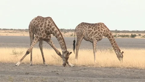 Giraffe feeding / browsing / salt lick / grass 스톡 동영상 98377680