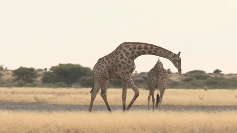 Giraffe feeding / browsing / salt lick / grass 스톡 동영상 98377682