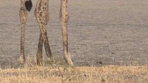 Giraffe feeding / browsing / salt lick / grass 스톡 동영상 98378017