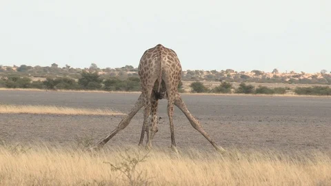 Giraffe feeding / browsing / salt lick / grass 스톡 동영상 98378047