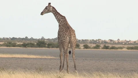 Giraffe feeding / browsing / salt lick / grass 스톡 동영상 98378838