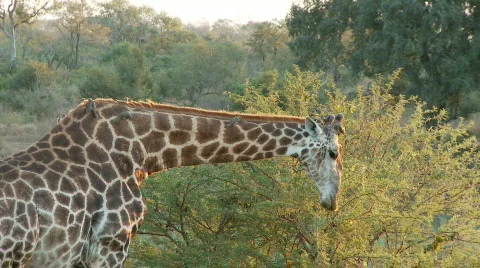 Giraffe feeding 库存影片 587605