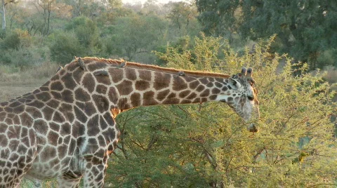 Giraffe feeding 库存影片 587642