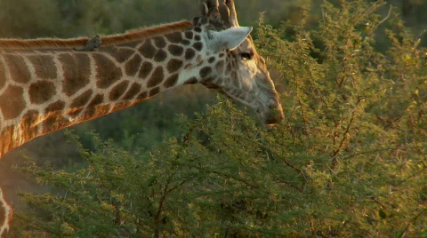 Giraffe Feeding 库存影片 587651