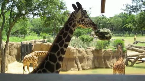 Giraffe feeding Video stock 11957428
