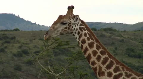 Giraffe feeding Video stock 22037222