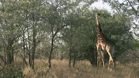 Giraffe feeding 動画素材 27233256