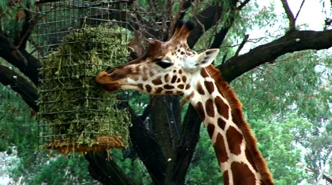Giraffe Feeding Vídeos de archivo 40030513