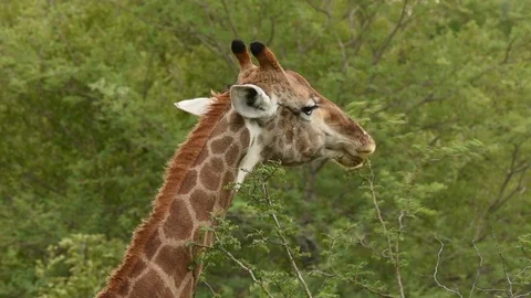 Giraffe feeding 動画素材 86219466