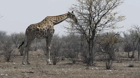 Giraffe feeding Stock Footage 125956438