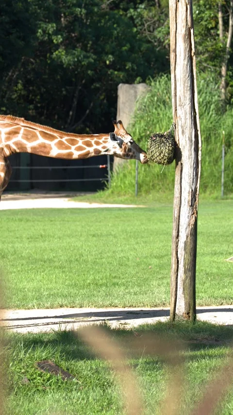 Giraffe Feeding from a Hanging Hay Net in a Grassy Enclosure Stock Footage 330921244