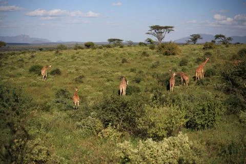 Giraffe feeding on the hillside Stock Photos