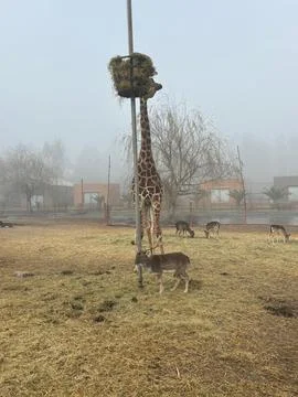 Giraffe feeding in the mist Stock Photos